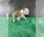 Small Photo #138 Boston Terrier Puppy For Sale in TULARE, CA, USA