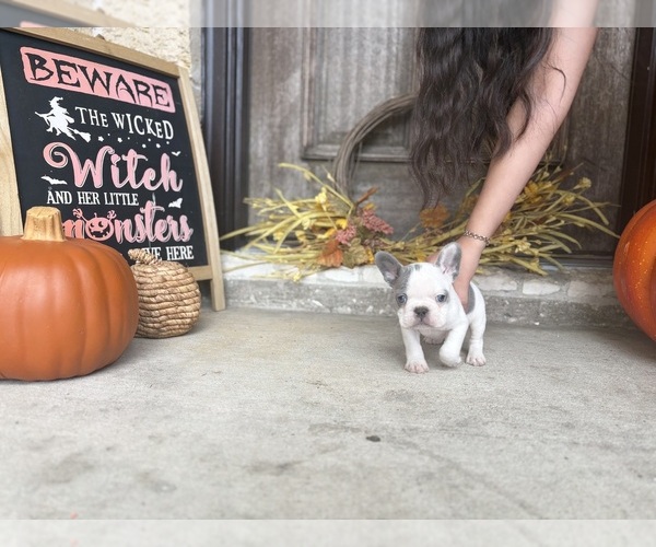 Medium Photo #1 French Bulldog Puppy For Sale in CROSBY, TX, USA