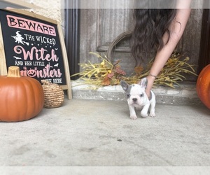 French Bulldog Puppy for sale in CROSBY, TX, USA