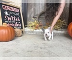 Small French Bulldog