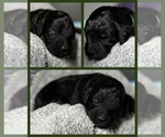 Puppy Bush Goldendoodle