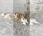 Small Photo #1 American Corgi Puppy For Sale in SANDY VALLEY, NV, USA