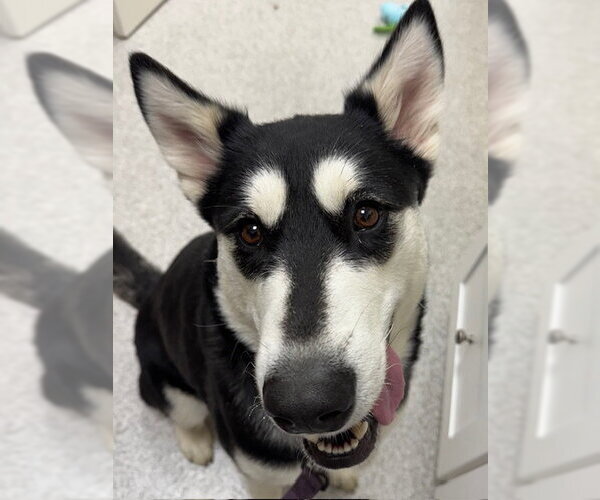 Medium Photo #4 Alaskan Malamute-Unknown Mix Puppy For Sale in Lancaster, PA, USA