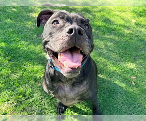 Mutt Dogs for adoption in San Clemente, CA, USA