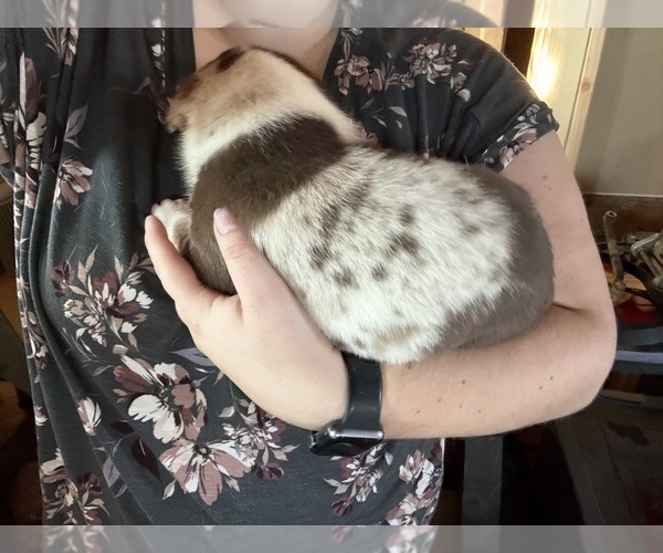 Medium Photo #1 Australian Cattle Dog Puppy For Sale in CORTEZ, CO, USA
