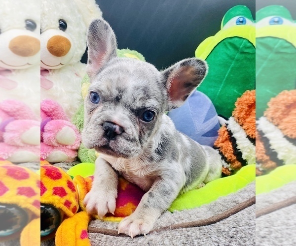 Medium Photo #11 French Bulldog Puppy For Sale in BELLVIEW, TX, USA