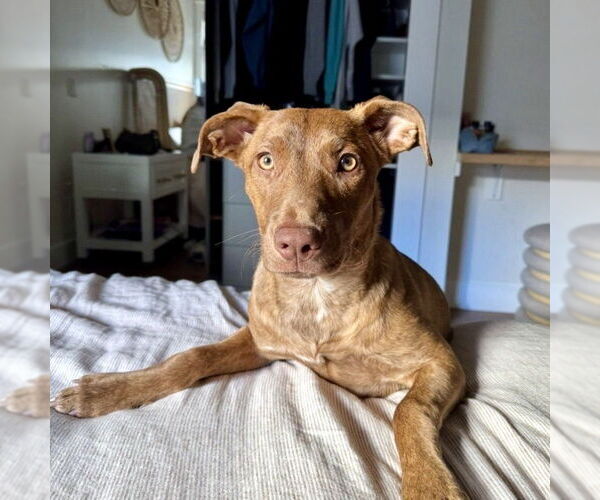 Medium Photo #4 Mutt Puppy For Sale in San Juan Capistrano, CA, USA