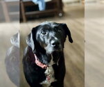 Small #2 Labrador Retriever Mix
