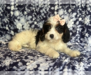 Cavapoo Puppy for sale in LAKELAND, FL, USA