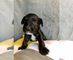 Small Photo #1 Schnauzer (Miniature) Puppy For Sale in RIVERSIDE, AL, USA