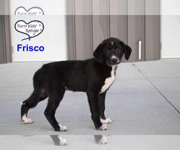 Medium Photo #2 Labrenees Puppy For Sale in Lee's Summit, MO, USA