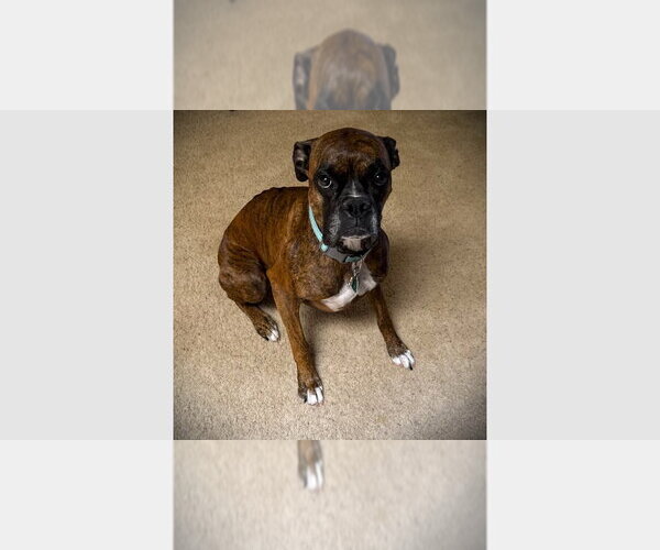 Medium Photo #1 Boxer Puppy For Sale in Austin, TX, USA