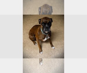 Boxer Dogs for adoption in Austin, TX, USA