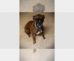Gypse Rose - Female Boxer Dog for Adoption - Small photo