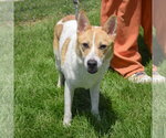 Small #4 Jack Russell Terrier Mix