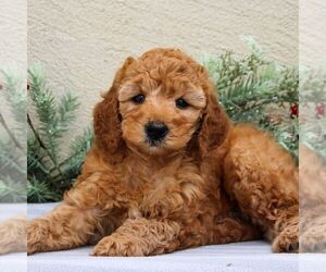 Goldendoodle (Miniature) Puppy for sale in EAST EARL, PA, USA