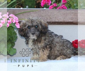 Zuchon Puppy for sale in RISING SUN, MD, USA