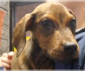 Redbone Coonhound-Unknown Mix Dogs for adoption in Tulsa, OK, USA