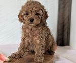 Small #3 Cavapoo (Miniature)