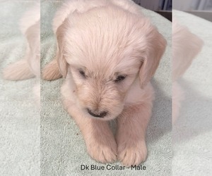 Goldendoodle Puppy for Sale in FYFFE, Alabama USA