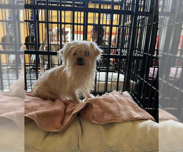 Medium Photo #1 Mutt Puppy For Sale in Cranston, RI, USA