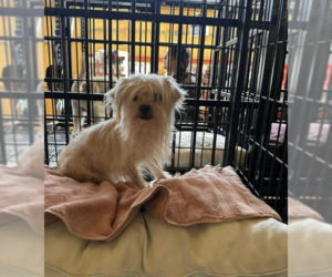 Mutt Dogs for adoption in Cranston, RI, USA