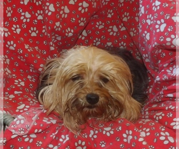 Medium Photo #3 Yorkshire Terrier Puppy For Sale in PATERSON, NJ, USA