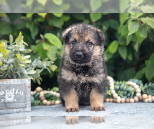 Medium Photo #2 German Shepherd Dog Puppy For Sale in SHIPSHEWANA, IN, USA