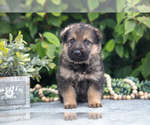 Small #1 German Shepherd Dog