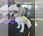 Small #8 Maltese Mix