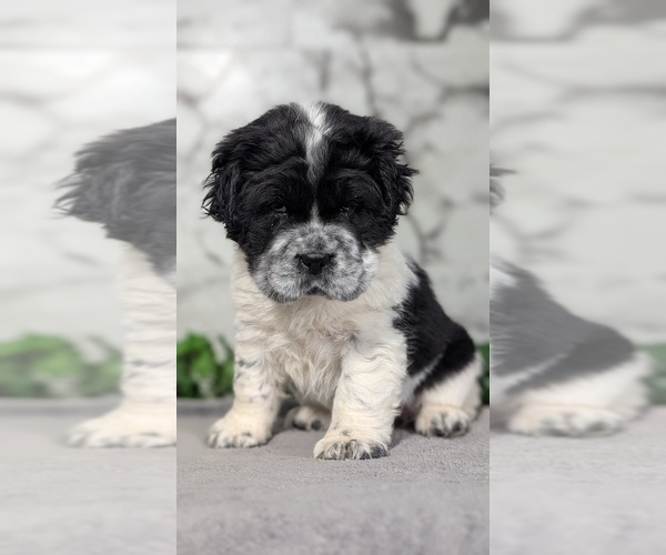 Medium Photo #8 Cocker-Pei Puppy For Sale in GOSHEN, IN, USA