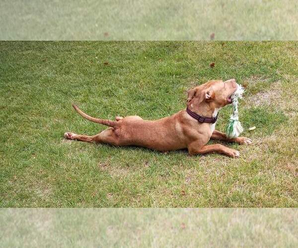 Medium Photo #2 American Pit Bull Terrier-Unknown Mix Puppy For Sale in Evansville, IN, USA
