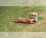 Small #1 American Pit Bull Terrier Mix