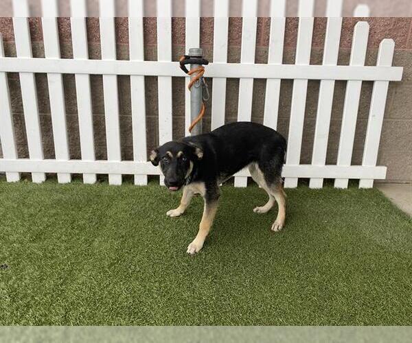 Medium Photo #1 German Shepherd Dog Puppy For Sale in Modesto, CA, USA