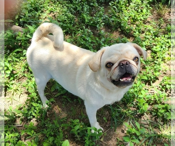 Medium Photo #1 Pug Puppy For Sale in MANGHAM, LA, USA