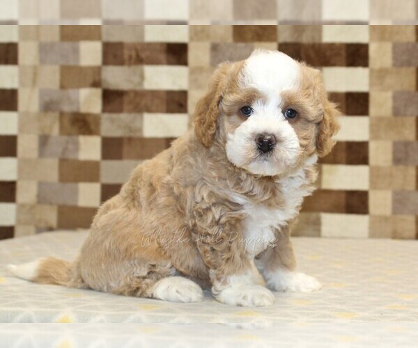 Medium Photo #3 Bernedoodle (Miniature) Puppy For Sale in DENVER, PA, USA