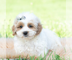 Small Photo #28 Maltipoo (Toy) Puppy For Sale in WARSAW, IN, USA