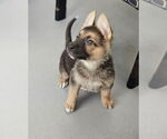 Small Photo #3 German Shepherd Dog-Unknown Mix Puppy For Sale in McKinney, TX, USA