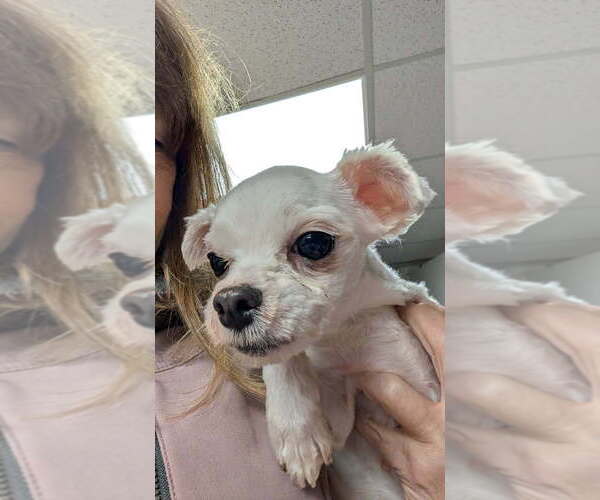 Medium Photo #2 Maltese Puppy For Sale in Caldwell, NJ, USA