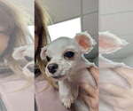 Small #1 Maltese
