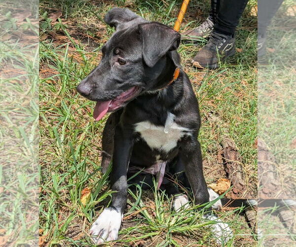 Medium Photo #2 Great Pyrenees-Unknown Mix Puppy For Sale in Anniston, AL, USA