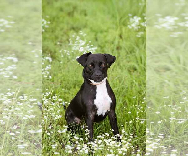 Medium Photo #9 Mutt Puppy For Sale in  Gainesville, FL, USA