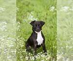 Small #8 Mutt