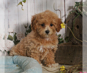 Bichpoo Puppy for sale in PENNS CREEK, PA, USA