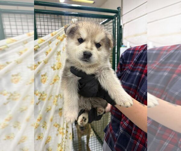 Medium Photo #1 Mutt Puppy For Sale in Calgary, Alberta, Canada