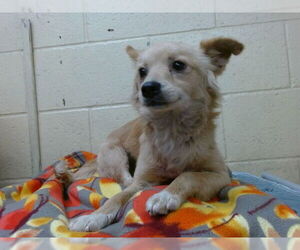 Chihuahua Dogs for adoption in Downey, CA, USA