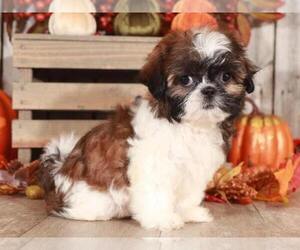 Shih Tzu Puppy for sale in MOUNT VERNON, OH, USA