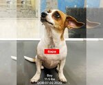 Small Photo #3 Dachshund-Jack Russell Terrier Mix Puppy For Sale in West Hollywood, CA, USA