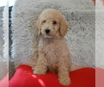 Small Photo #2 Goldendoodle Puppy For Sale in BLMGTN, IN, USA