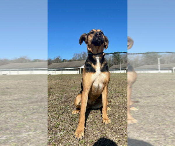 Medium Photo #16 Mutt Puppy For Sale in Rockaway, NJ, USA